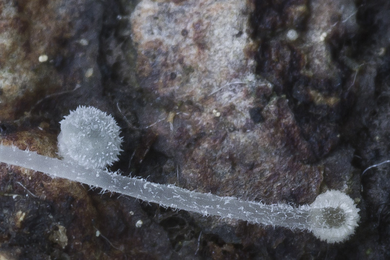 Mycena tenuispinosa